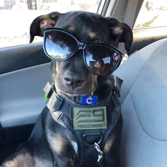 Meet your Posher, Russell - Picture 1 of 1